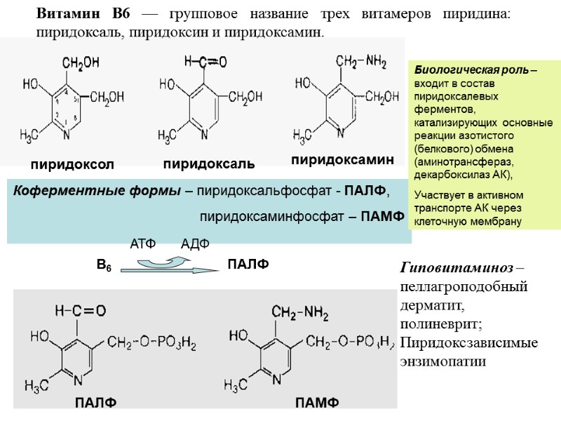 пиридоксол пиридоксаль пиридоксамин Коферментные формы – пиридоксальфосфат - ПАЛФ, пиридоксол пиридоксаль пиридоксамин Коферментные формы – пиридоксальфосфат - ПАЛФ,